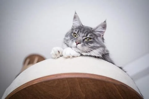 Maine coon kitten looking down from scratching post platform Stock Photos
