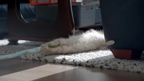 Maine Coon Kitten Lying in Sunlight Being Playfully Teased with Yarn Toy Stock Footage 317882434