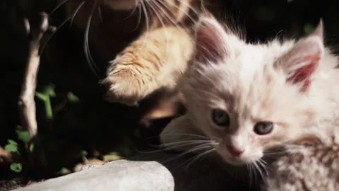 Maine Coon kitten with mother cat in the backyard of a private house, Funny red  Video stock 194129853