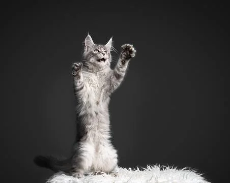 Maine coon kitten playing rearing up standing on hind legs with copy space Stock Photos