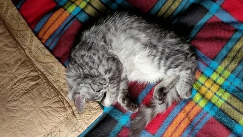 Maine Coon kitten rests on the bed Stock Footage 196103151