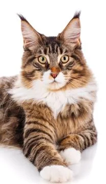 Maine Coon looking at the camera Stock Photos