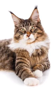 Maine Coon looking at the camera Stock Photos