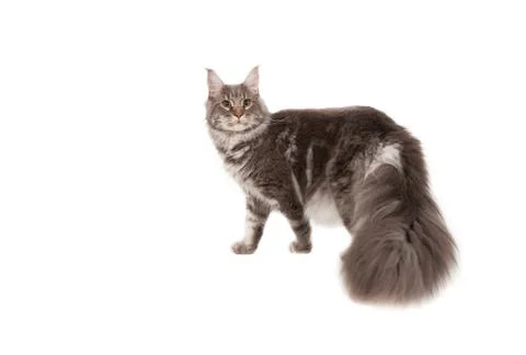 Maine coon Stock Photos