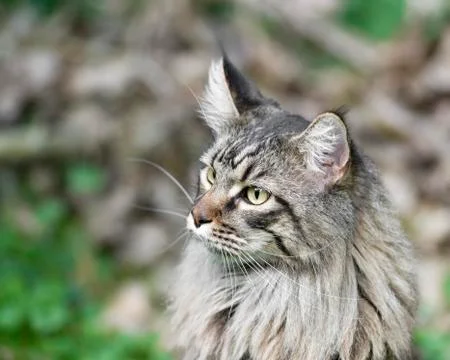 Maine Coon Stock Photos