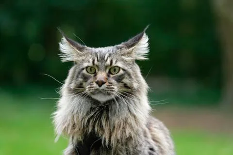 Maine Coon Stock Photos