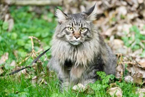 Maine Coon Stock Photos