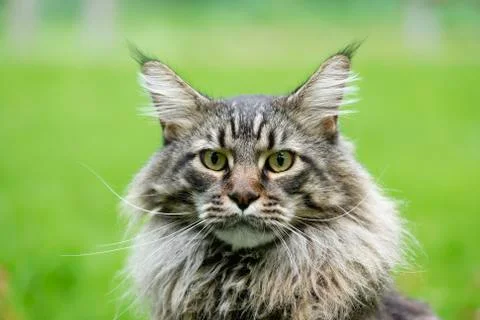 Maine Coon Stock Photos
