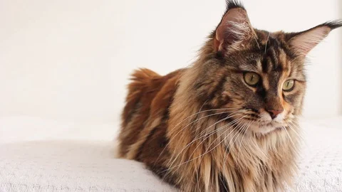 Maine coon portrait Stock Footage 115951604