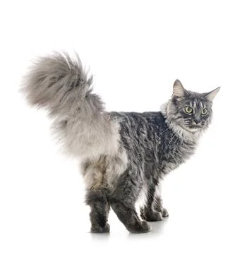 Maine coon in studio Stock Photos