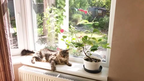 Maine Coon on a sunny windowsill Stock Footage 284953958