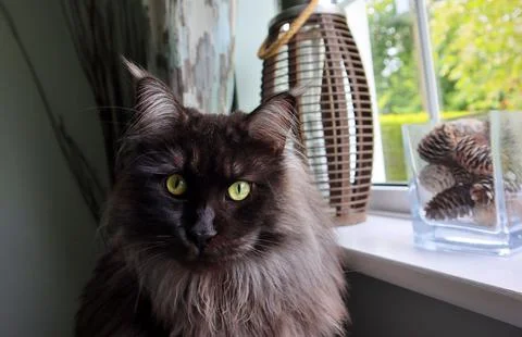 Maine Coon tomcat, the largest representative of domestic cats. Foto stock