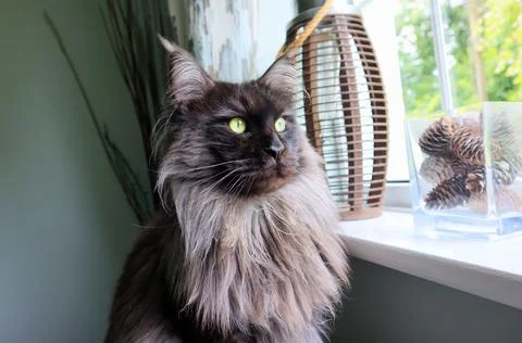 Maine Coon tomcat, the largest representative of domestic cats. Stock Photos