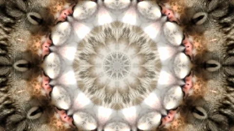 Maine coon's eye Abstract composition with a kaleidoscope. Stock Footage 121572549