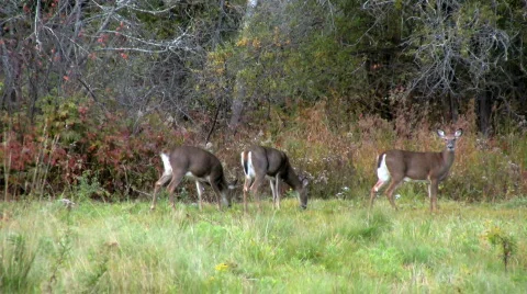 Maine deer Video stock 268163