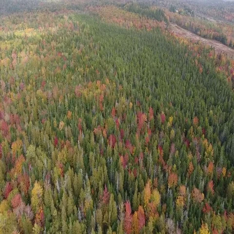 Maine Forest, Slow Tilt up to show Skyline in Autumn-Fall, Aerial Stock Footage