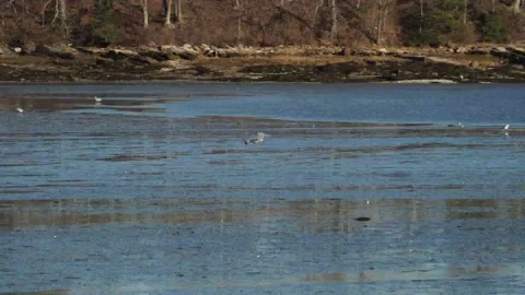 Maine - Gull Stock Footage 146199980