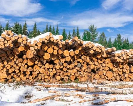 Maine Logs Stock Photos