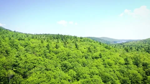 Maine Pine Tree Forest Video stock 243912263