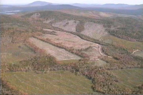Maine Woods Stock Footage 121381861
