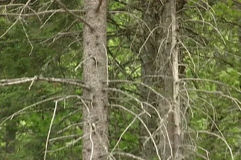 Maine Woods Stock Footage 121382440