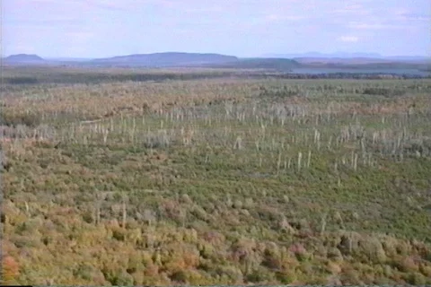 Maine Woods Stock Footage 121382695