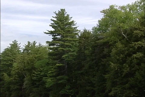Maine Woods Stock Footage 121389338