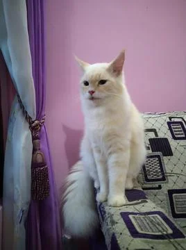 Mainecoon 写真素材