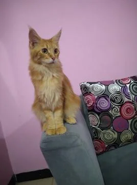 Mainecoon 写真素材