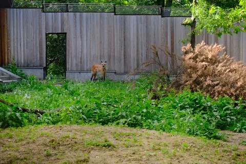 A mained wolf in a garden Stock Photos
