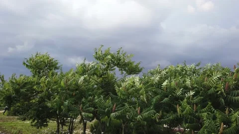 Mainly cloudy. Dark heavy clouds in sky. Windy. Rain, thunderstorm. Vidéo 134550303