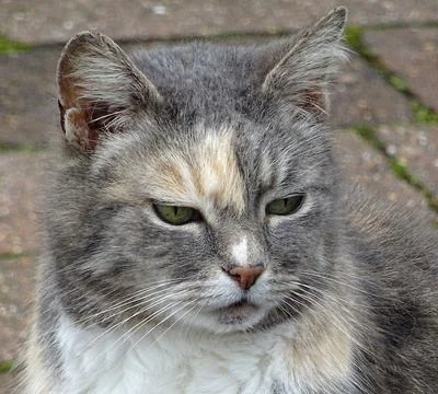 Mainly Gray Cat Foto stock