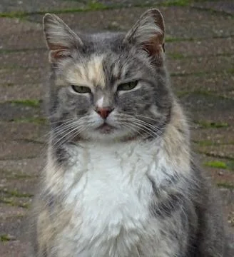 Mainly Gray Cat Stock Photos
