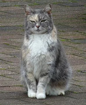 Mainly Gray Cat Stock Photos
