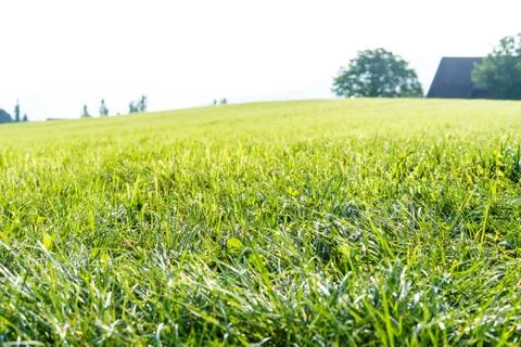 Maintained, fresh green lawn in close up for background or texture summer meadow Stock Photos