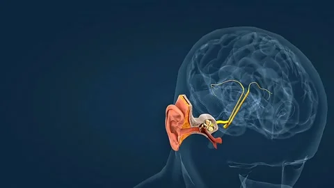 Maintaining sense of balance in the inner ear Stock Footage 314596997