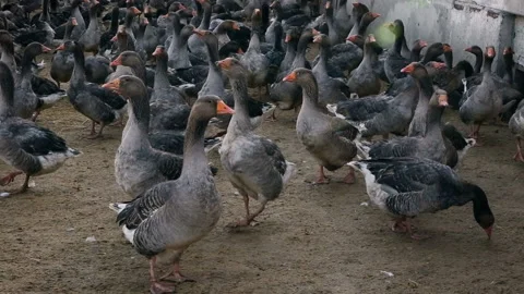 Maintenance of geese in winter in open space. Bird farm. Stock Footage 118246073
