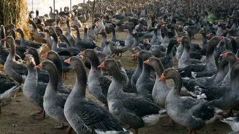 Maintenance of geese in winter in open space. Bird farm. Closeup view. Stock-Footage 118246197