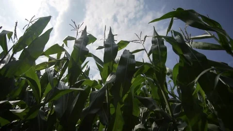 Mais Crops in wind Stock Footage 70138863