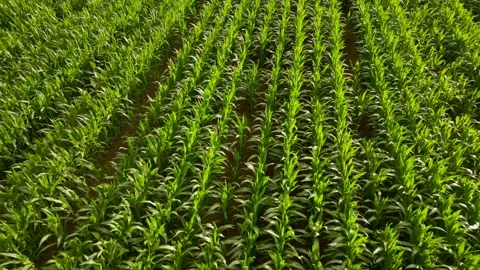 Mais in the field Stock Footage 246149934
