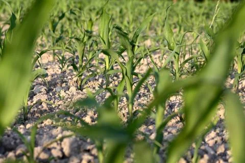 Maisfeld Stock Photos