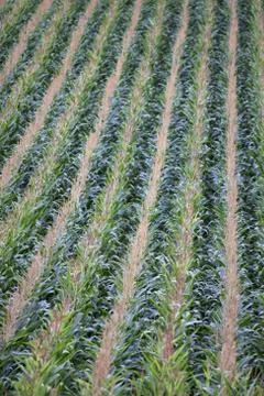 Maisfeld Stock Photos