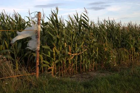 Maisfeld Stock Photos