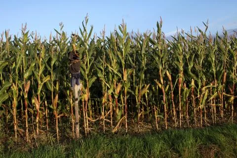 Maisfeld Stock Photos