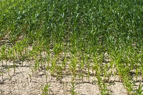 Maisfeld Stock Photos