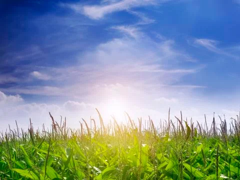 Maisfield at sunset Stock Photos