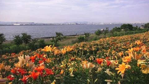 Maishima Lily Garden Stockbeeldmateriaal 332779741