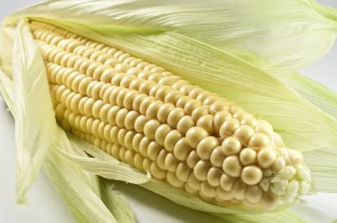 Maiskolben Stock Photos