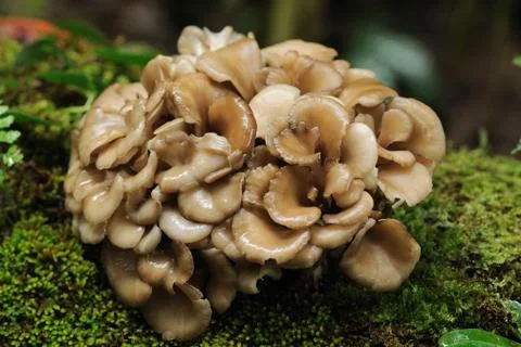 Maitake mushroom Stock Photos