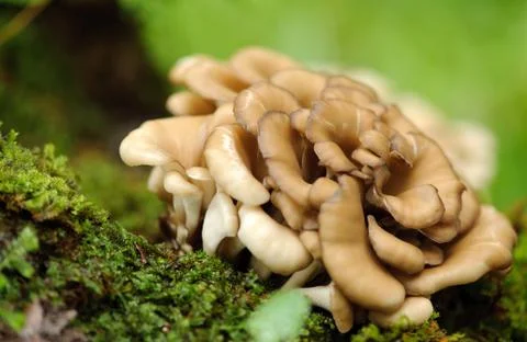 Maitake mushroom Stock Photos